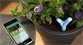 Connetti PARROT FLOWER POWER al tuo smartphone e prenditi cura delle tue piante