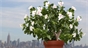 Connetti PARROT FLOWER POWER al tuo smartphone e prenditi cura delle tue piante